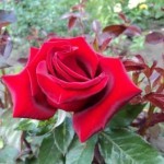 чайногибридная роза